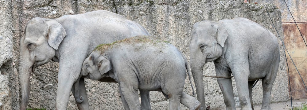 Asiatische Elefanten Indi, Omysha und Chandra im Zoo Zürich.