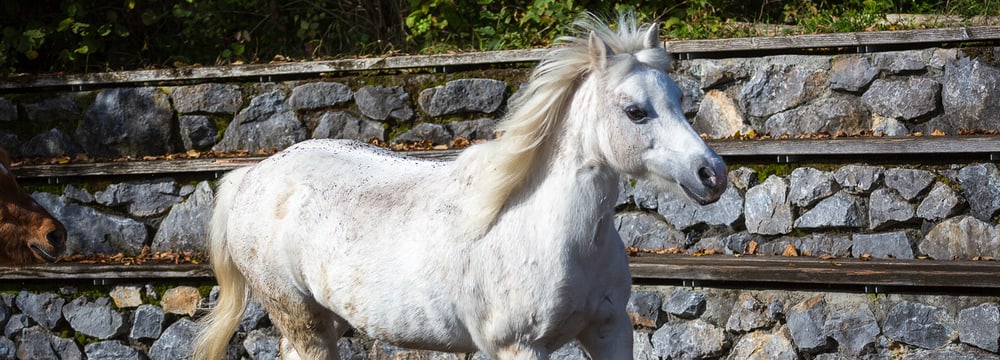 Foto: Zoo Zürich, Enzo Franchini Welsh Mountain Pony im Zoolino.