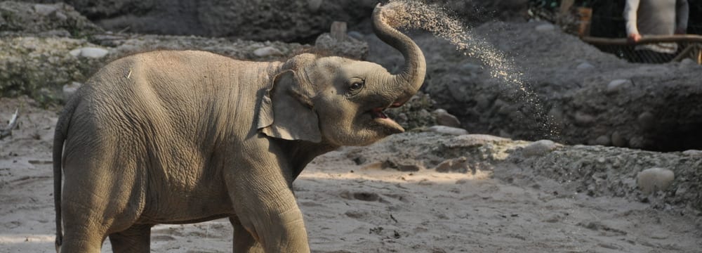 Asiatischer Elefant Omysha im Zoo Zürich