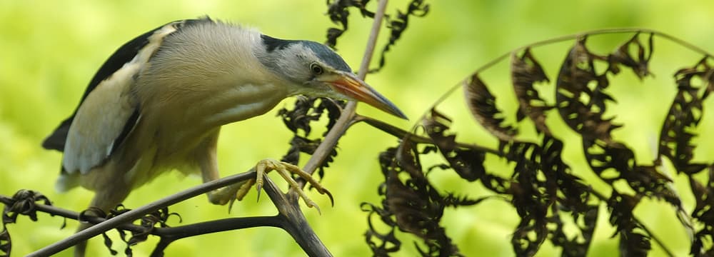 Foto: Zoo Zürich, Martin Bauert Zwergdommel im Zoo Zürich.