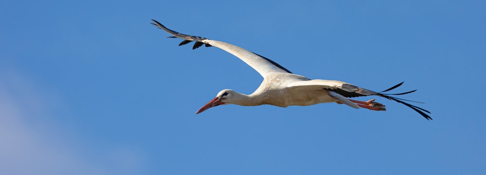Weissstorch (Ciconia ciconia) im Flug