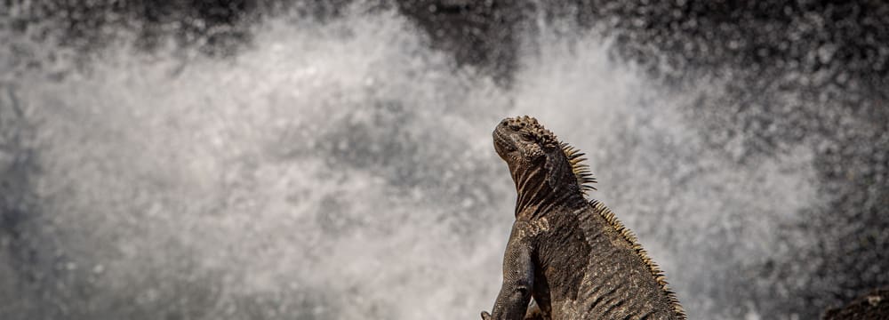 Iguana nahe Cabo Douglas auf Fernandina by Amy MacLeod