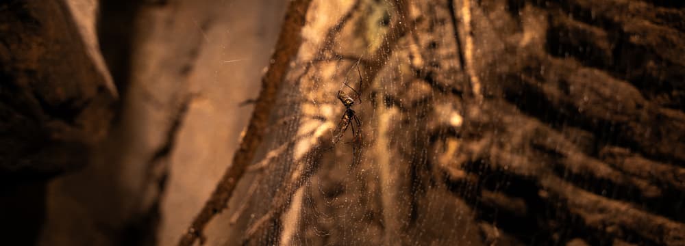 Madagaskar-Seidenspinne im Zoo Zürich.
