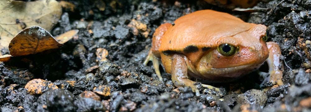 Tomatenfrosch im Zoo Zürich. Bild: Zoo Zürich, Leyla Davis Tomatenfrosch im Zoo Zürich