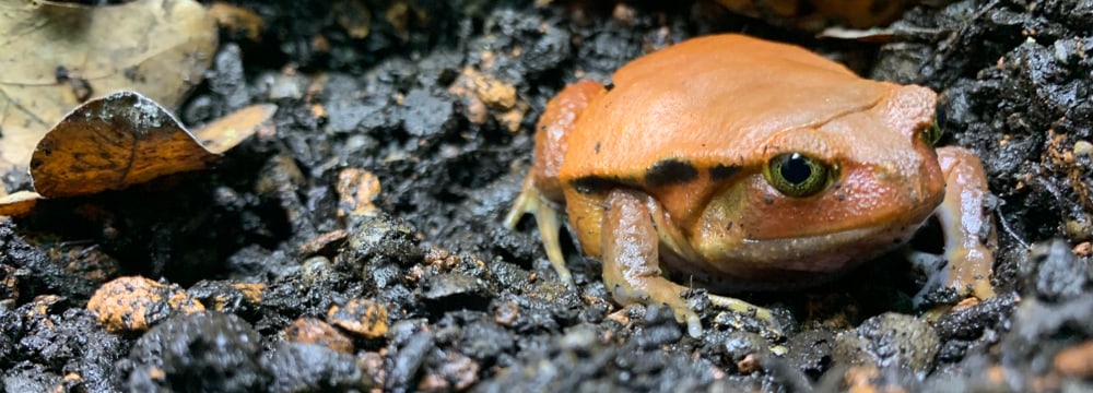 Tomatenfrosch im Zoo Zürich