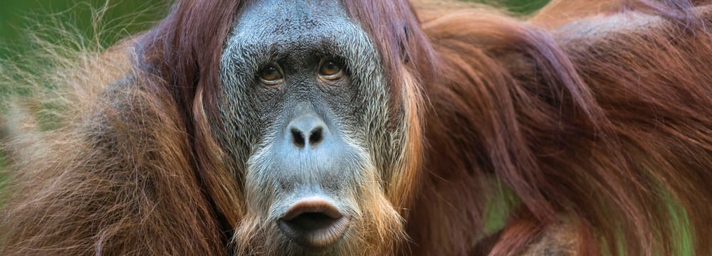 Foto: Zoo Zürich, Enzo Franchini Sumatranischer Orang-Utan