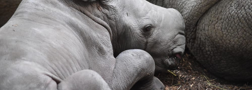 Breitmaulnashorn Ushindi im Zoo Zürich.