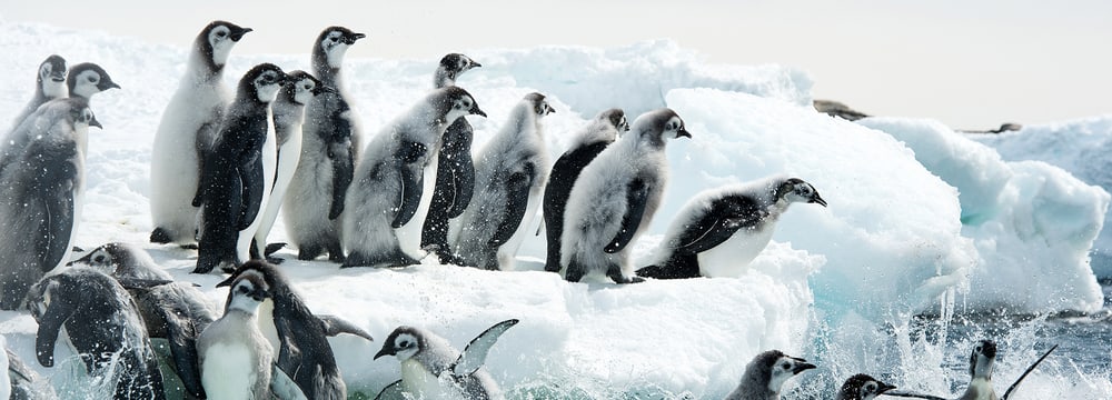 Filmbild «Die Reise der Pinguine 2»