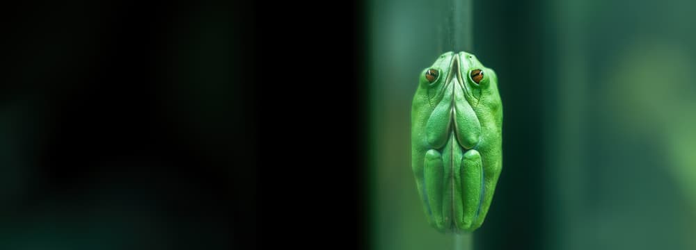 Orangeaugen-Laubfrosch im Ruhemodus. 