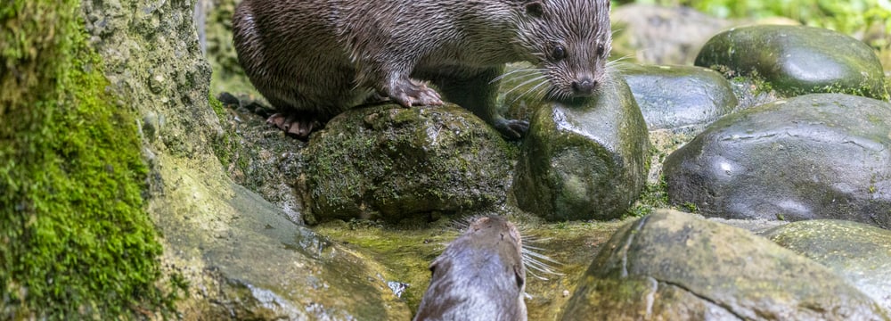 Foto: Zoo Zürich, Enzo Franchini Europäische Fischotter Tom (oben) und Cleo im Zoo Zürich.