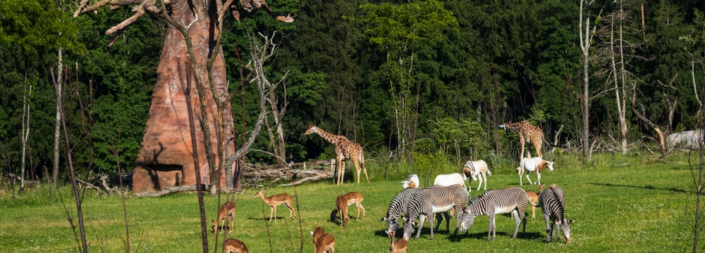 Säbelantilopen, Impalas, Giraffen und Zebras in der Lewa Savenne des Zoo Zürich. 
