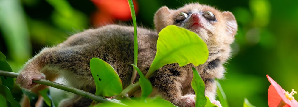 Foto: Zoo Zürich, Fabio Süess Goodman-Mausmaki im Masoala Regenwald im Zoo Zürich.