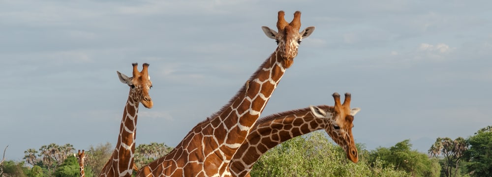 Netzgiraffen in Kenia