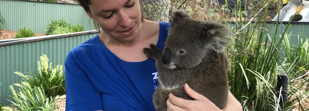 Umgang mit Koalas im Australian Reptile Park lernen