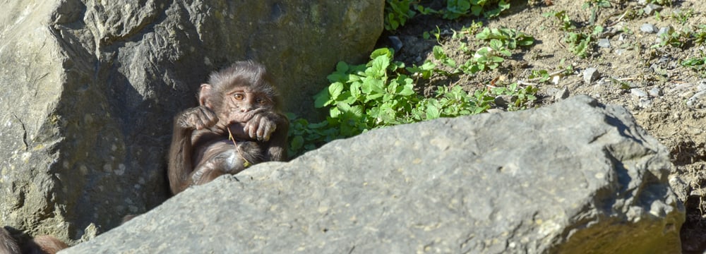 Junger Dschelada im Zoo Zürich.