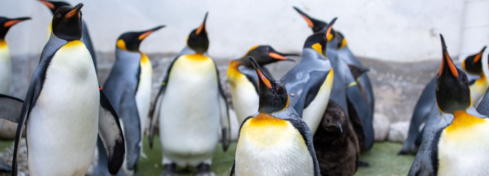 King penguins
