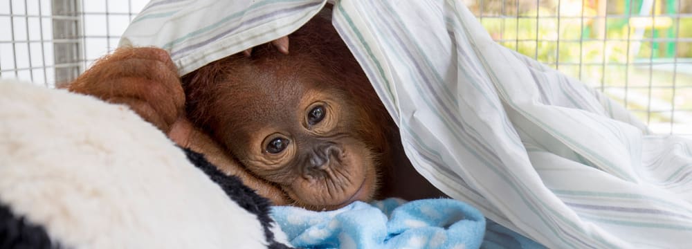 Foto: PanEco, Maxime Aliaga Orang-Utan