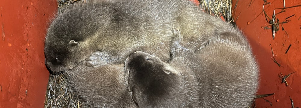 Foto: Zoo Zürich, Nicole Schnyder Fischotter Jungtiere 2021