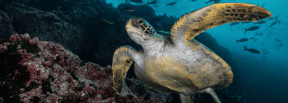 Meereschildkröte