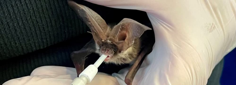 Feeding a long-eared bat.