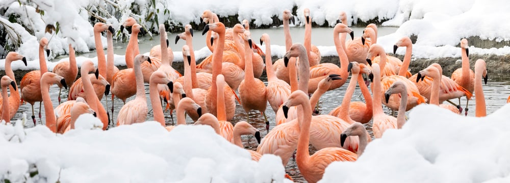 Chile-Flamingos im verschneiten Pantanal des Zoo Zürich.