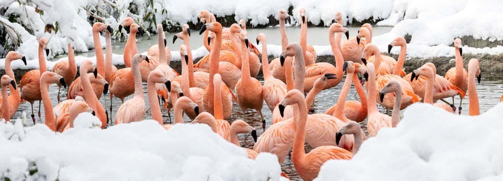 Foto: Zoo Zürich, Enzo Franchini Chile-Flamingos im verschneiten Pantanal des Zoo Zürich.