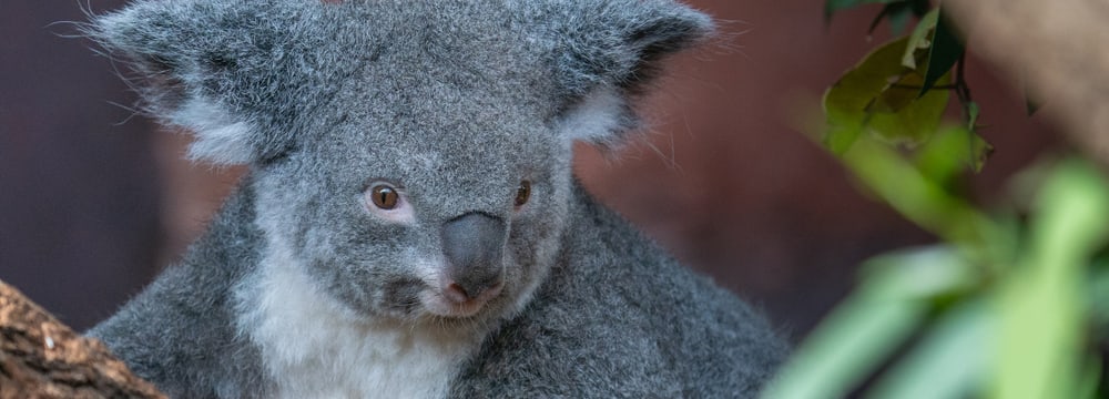 Foto: Zoo Zürich, Marcel Rothmund Koalaweibchen Pippa im Zoo Zürich.