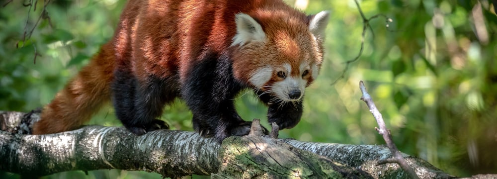 Kleiner Panda im Zoo Zürich.