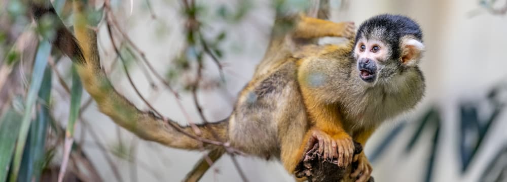 Foto: Zoo Zürich, Marco Schaffner Totenkopfäffchen im Zoo Zürich.