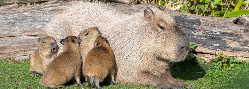 Foto: Zoo Zürich, Enzo Franchini Capybara-Weibchen Sissi mit vier Jungtieren.