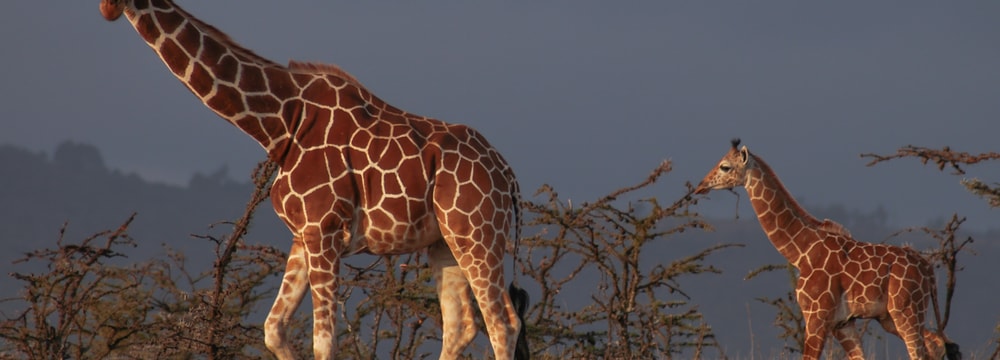 Giraffen im Lewa Wildlife Conservancy in Kenia.