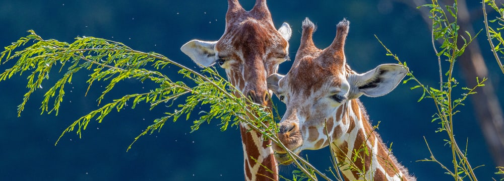 Netzgiraffen Malou und Luna im Zoo Zürich.