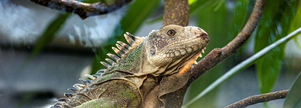 Foto: Zoo Zürich, Enzo Franchini Kleiner Antillen-Leguan