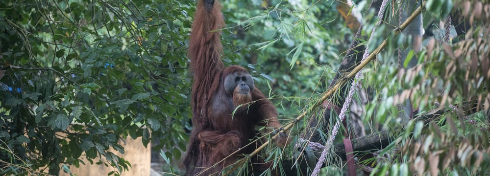 Ein Orang-Utan im Orangutan Haven der Stiftung Paneco auf Sumatra.