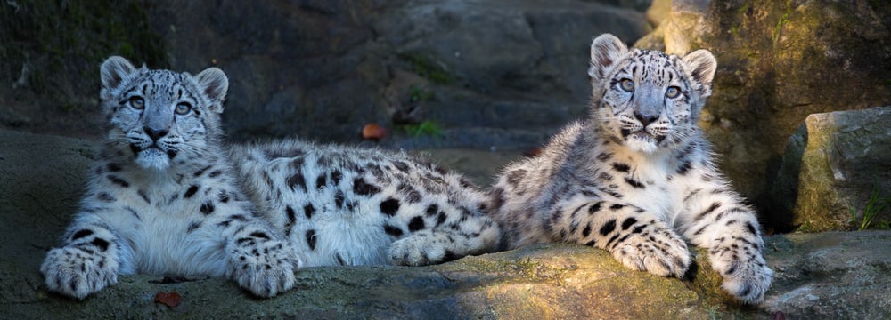 Young snow leopards at Zurich Zoo.