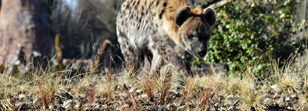 Tüpfelhyäne Masangao in der Lewa Savanne.