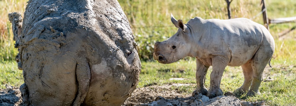 Nashornkalb Ushindi beim ersten Ausflug in die Savanne.