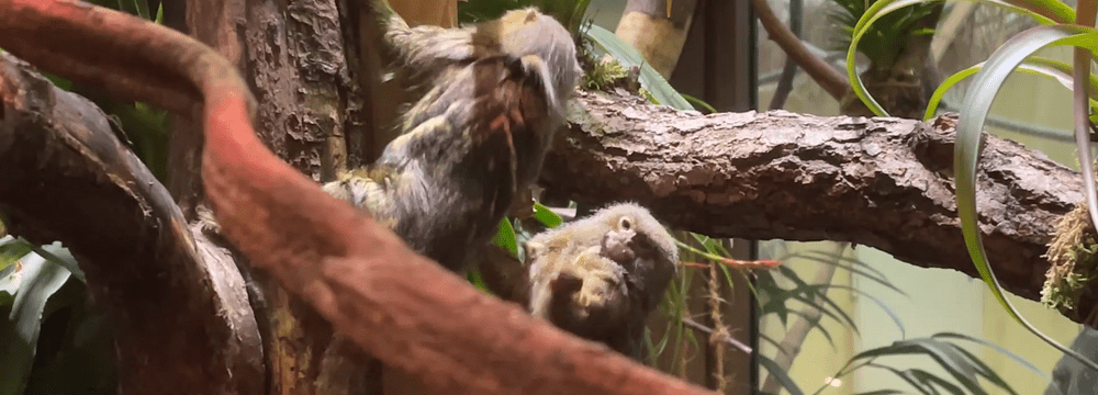 Seidenäffchen im Zoo Zürich