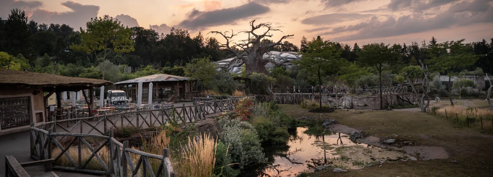 Lewa Savanne im Zoo Zürich in der Dämmerung.