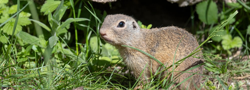 Europäischer Ziesel im Zoo Zürich