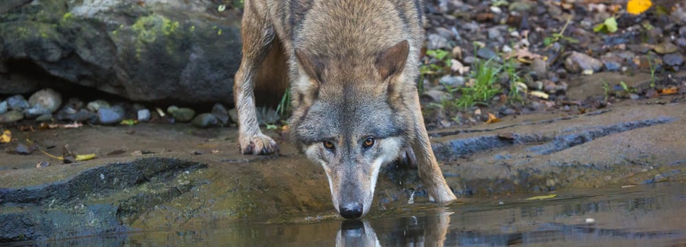 Mongolischer Wolf im Zoo Zürich