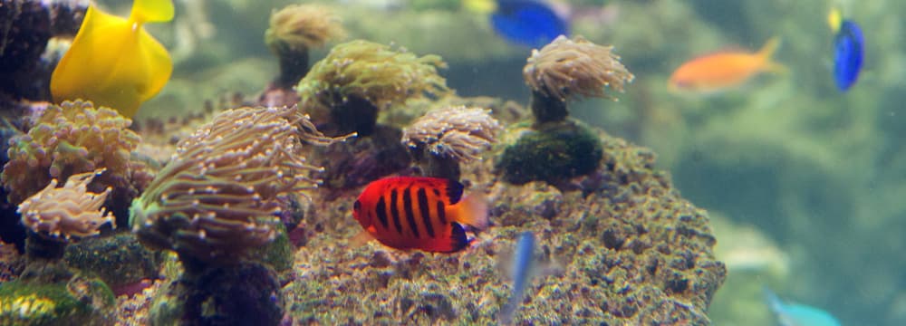 Feuer-Zwergkaiserfisch im Aquarium des Zoo Zürich.