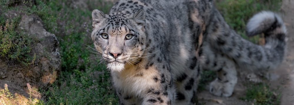Foto: Zoo Zürich, Manuela Schläpfer Schneeleopard im Zoo Zürich.
