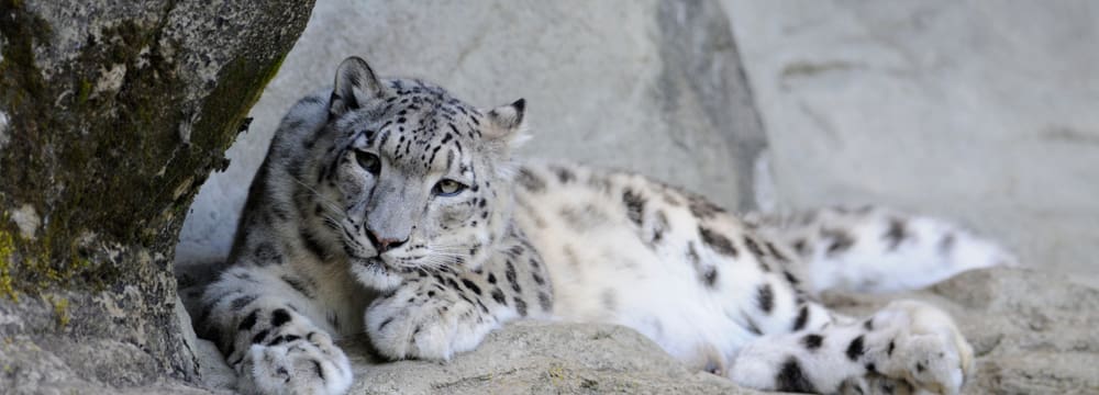 Schneeleopardin Dshamilja im Zoo Zürich.