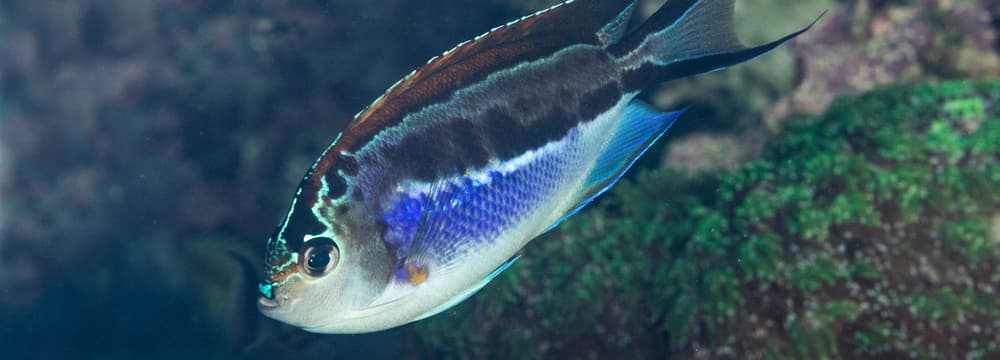 Pracht-Lyrakaiserfisch