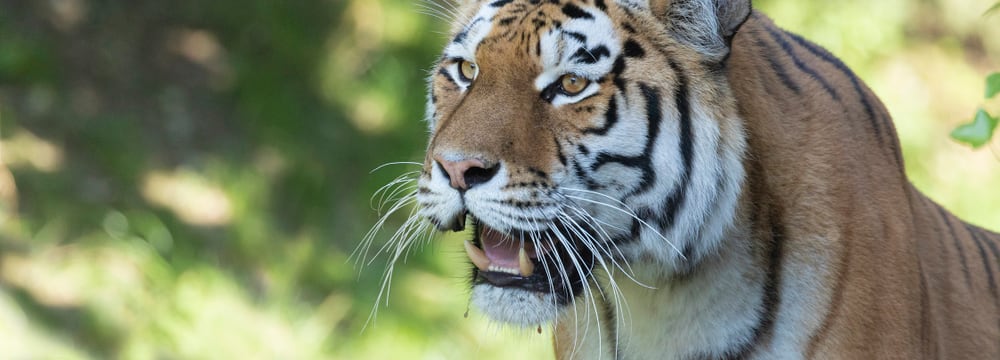 Foto: Zoo Zürich, Enzo Franchini Amurtiger Irina