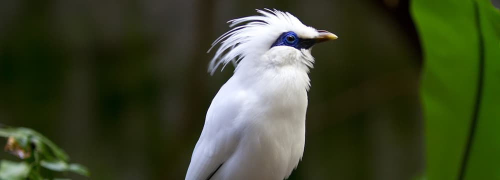 Foto: Zoo Zürich, Enzo Franchini Balistar im Zoo Zürich.
