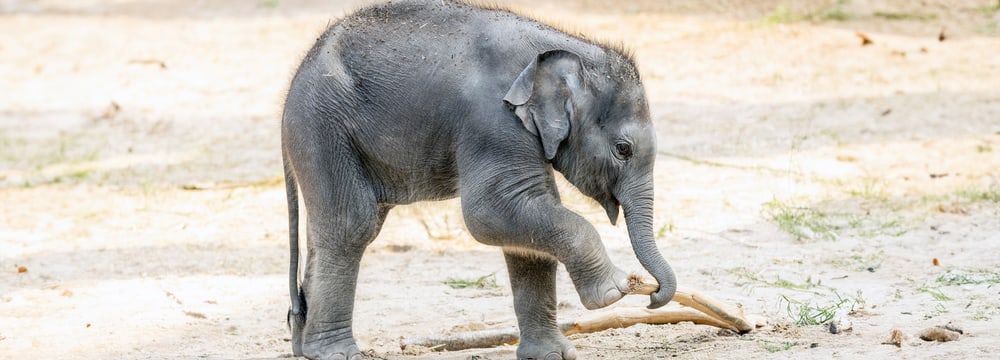 Junger Asiatischer Elefant Zali im Zoo Zürich.