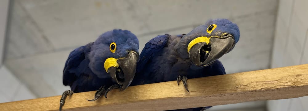 Ein Hyazinthara-Brutpaar in der Vogelzuchtstation des Zoo Zürich im Zentrum für Artenschutz Ornis.