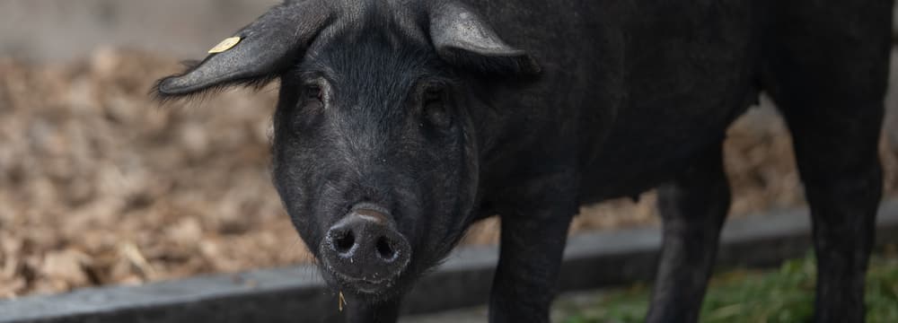 Schwarzes Alpenschwein im Zoolino des Zoo Zürich.